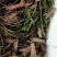 淡水澳洲龙虾苗高效益品种养殖场直供全国包活发货