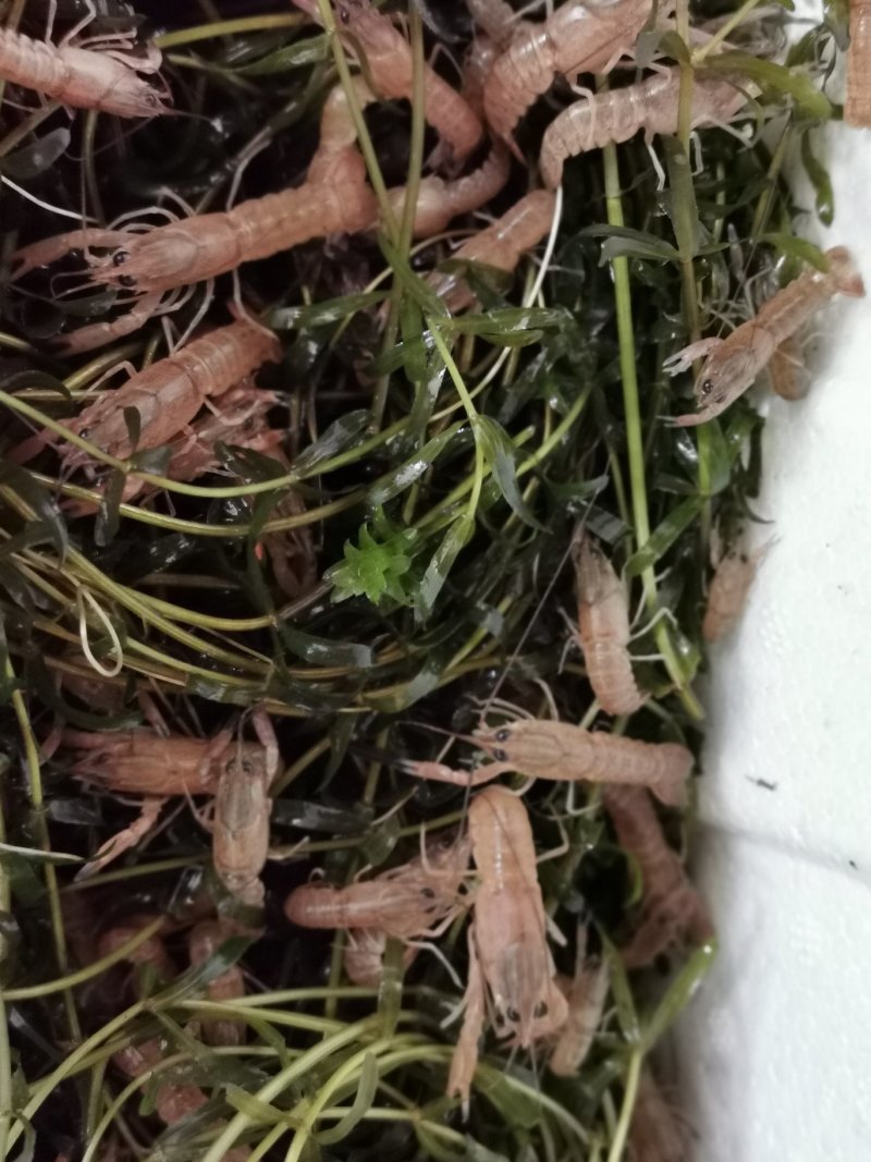 淡水澳洲龙虾苗高效益品种养殖场直供全国包活发货