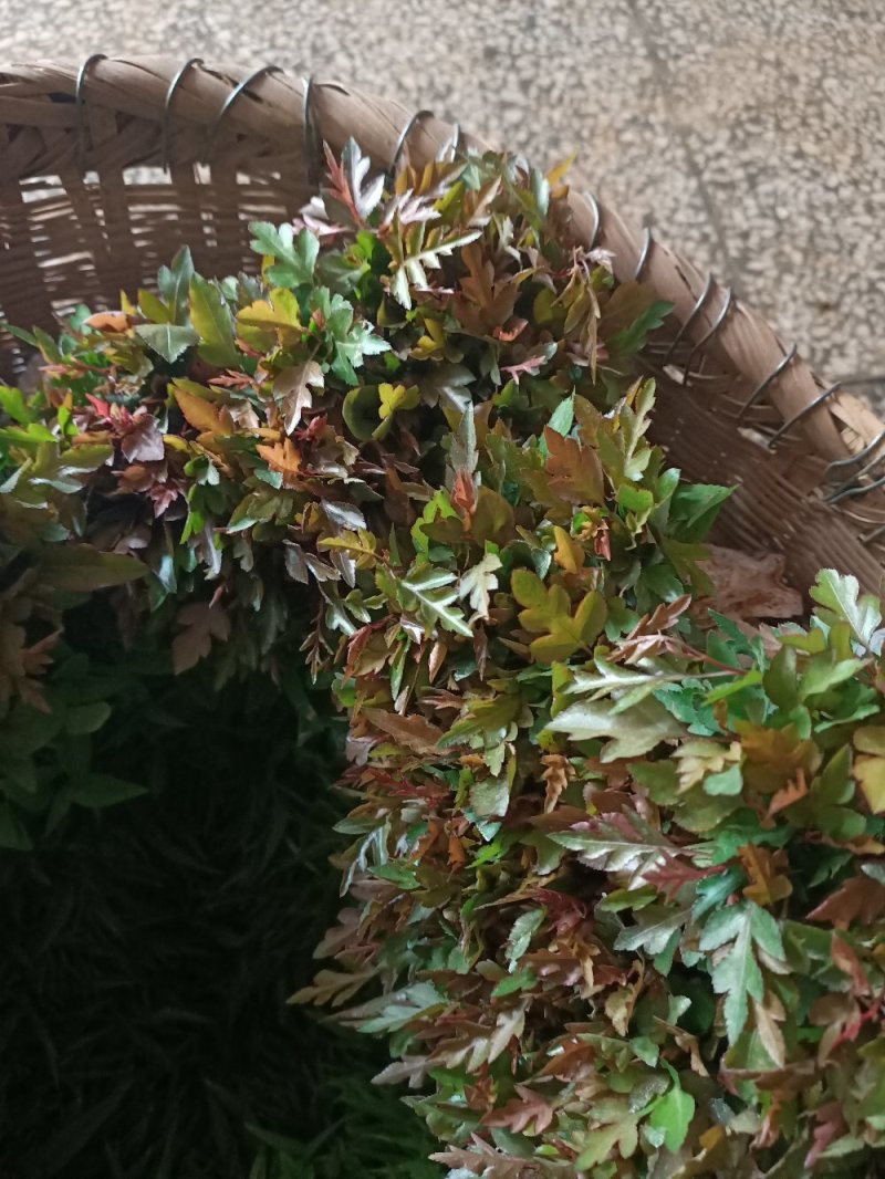 场地大量供应棠梨苗棠梨苗棠梨小苗可嫁接
