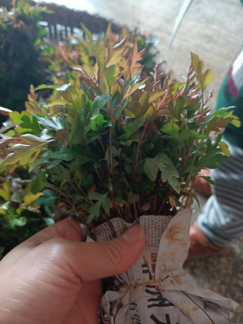 场地大量供应棠梨苗棠梨苗棠梨小苗可嫁接