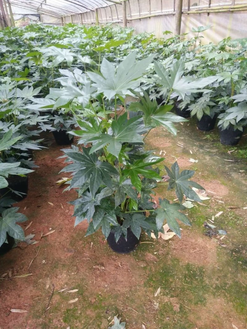 八角金盘工程绿化最廉价通用