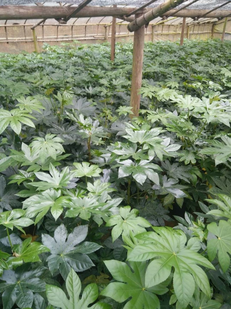 八角金盘工程绿化最廉价通用