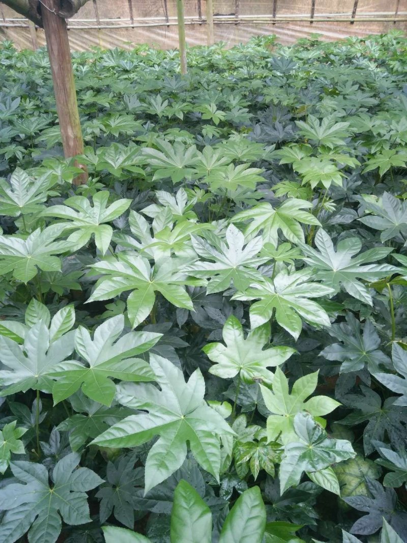 八角金盘工程绿化最廉价通用