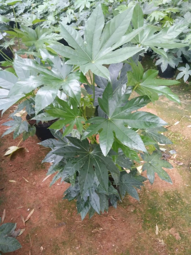 八角金盘工程绿化最廉价通用