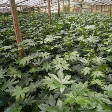 八角金盘工程绿化最廉价通用