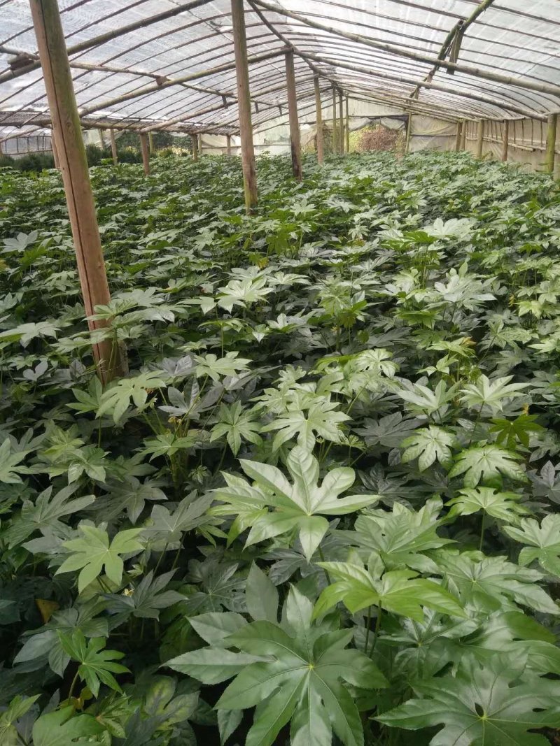 八角金盘工程绿化最廉价通用