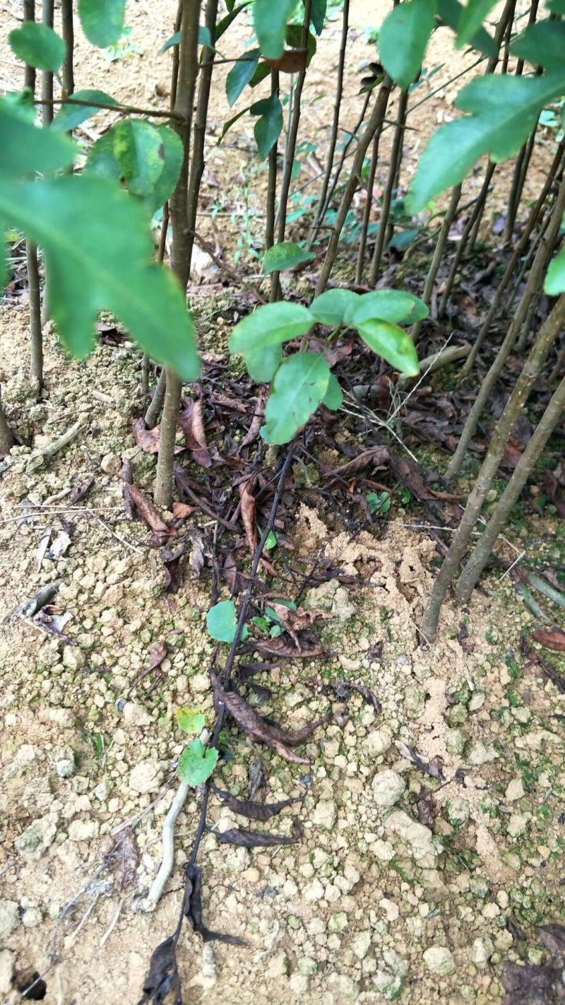 场地大量供应棠梨苗棠梨苗棠梨小苗可嫁接
