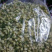 药用茉莉花干花茉莉花茶农家初选1111111