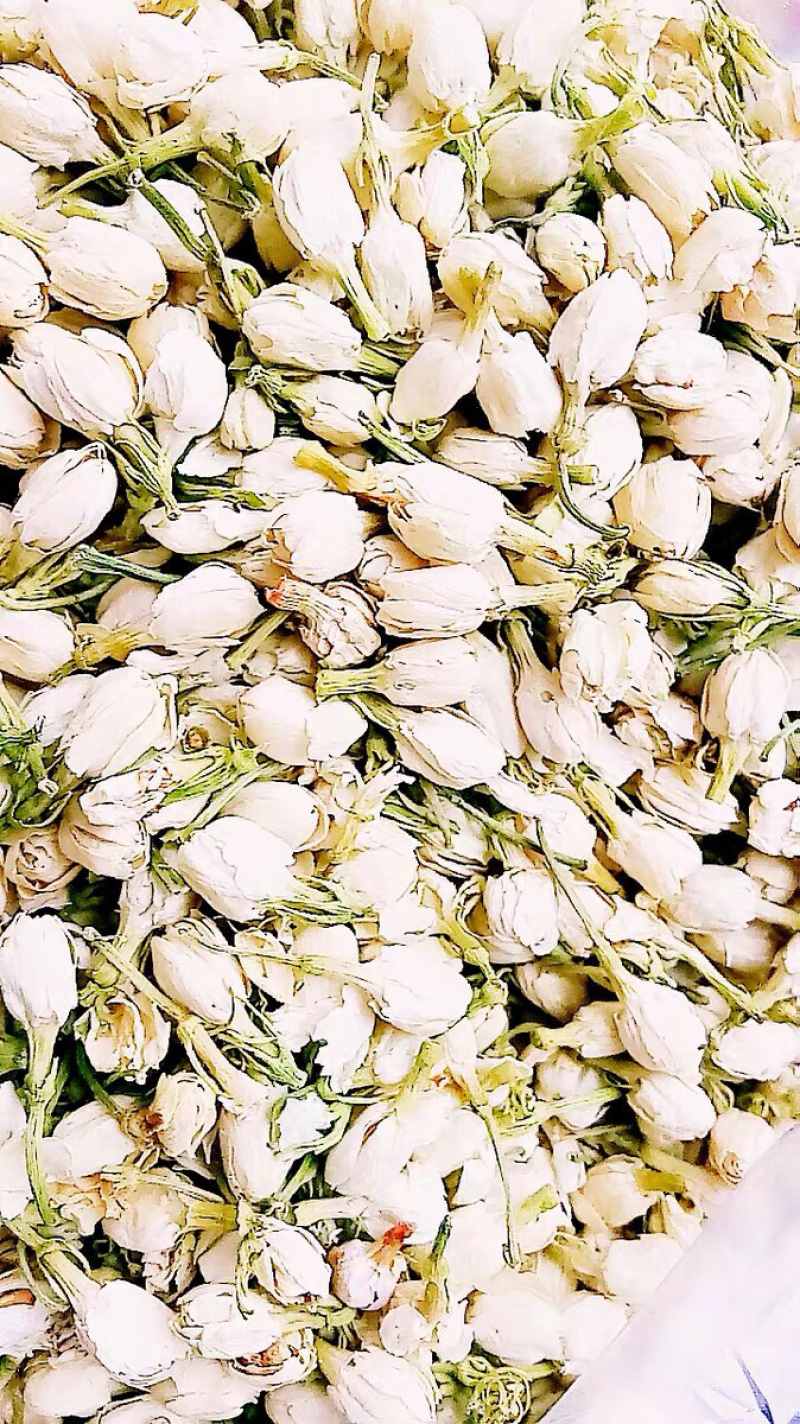 药用茉莉花干花茉莉花茶农家初选1111111
