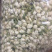 药用茉莉花干花茉莉花茶农家初选1111111