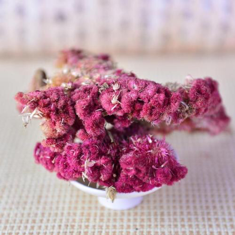药用鸡冠花鸡冠花干花农家初选1111111