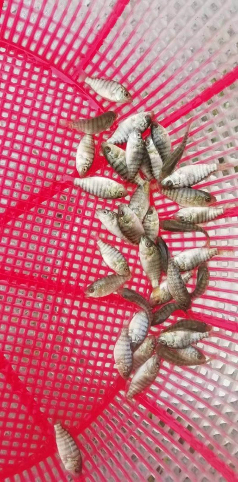 台湾泥鳅苗鲤鱼苗鲫鱼苗草鱼苗青鱼苗翘壳苗等