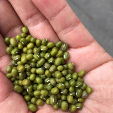 地摊江湖产品绿豆支持视频看货