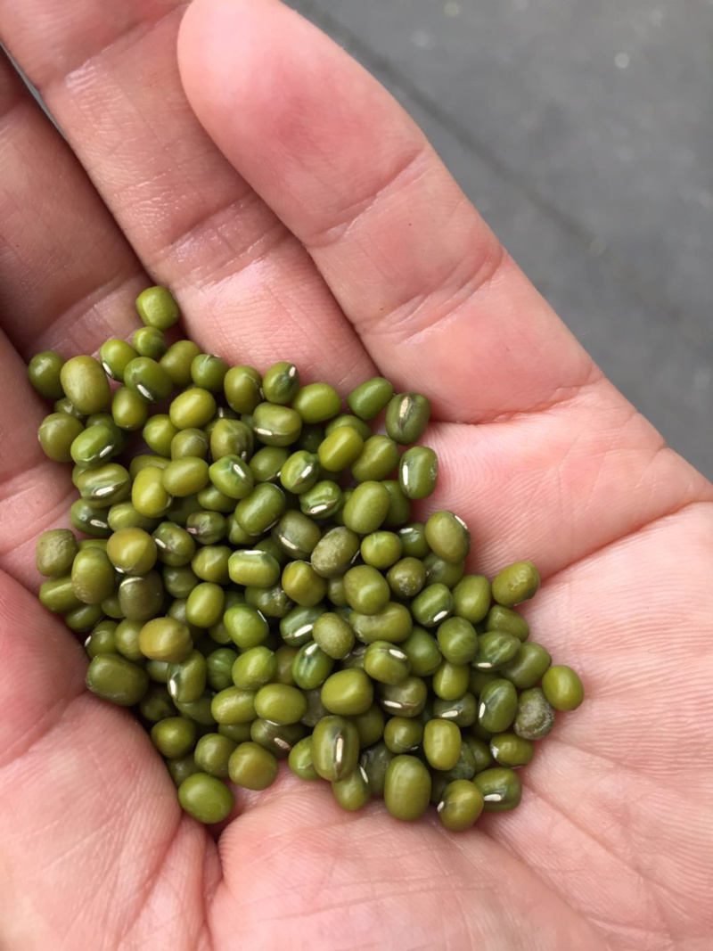地摊江湖产品绿豆支持视频看货