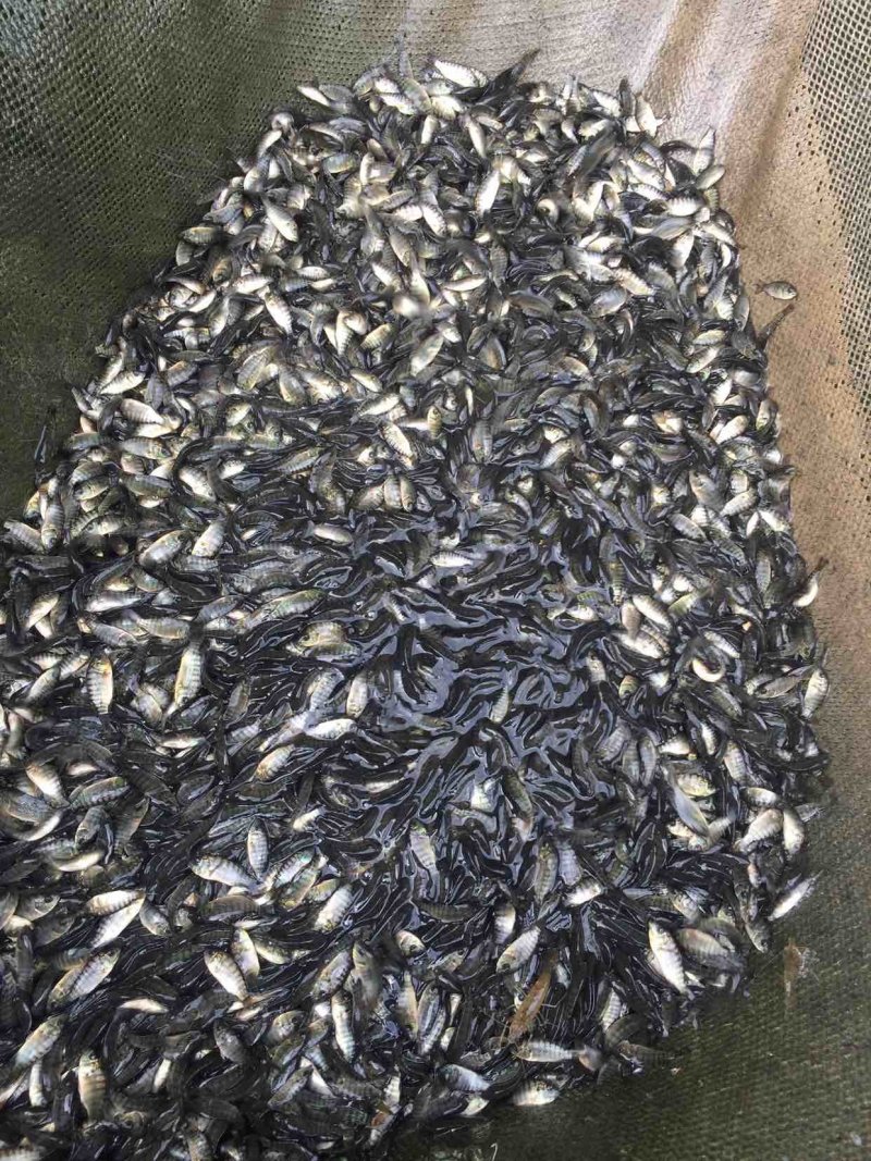 台湾泥鳅苗鲤鱼苗鲫鱼苗草鱼苗青鱼苗翘壳苗等