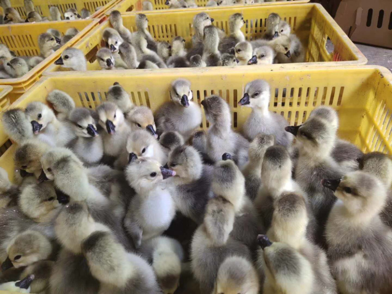 出售正宗合浦狮头鹅苗，品质有保证包成活率