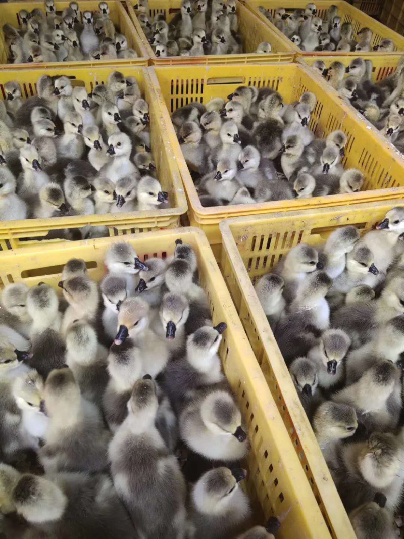 出售正宗合浦狮头鹅苗，品质有保证包成活率