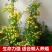 木香花苗浓香四季开花红木香耐寒庭院攀爬植物红花蔷薇黄木香