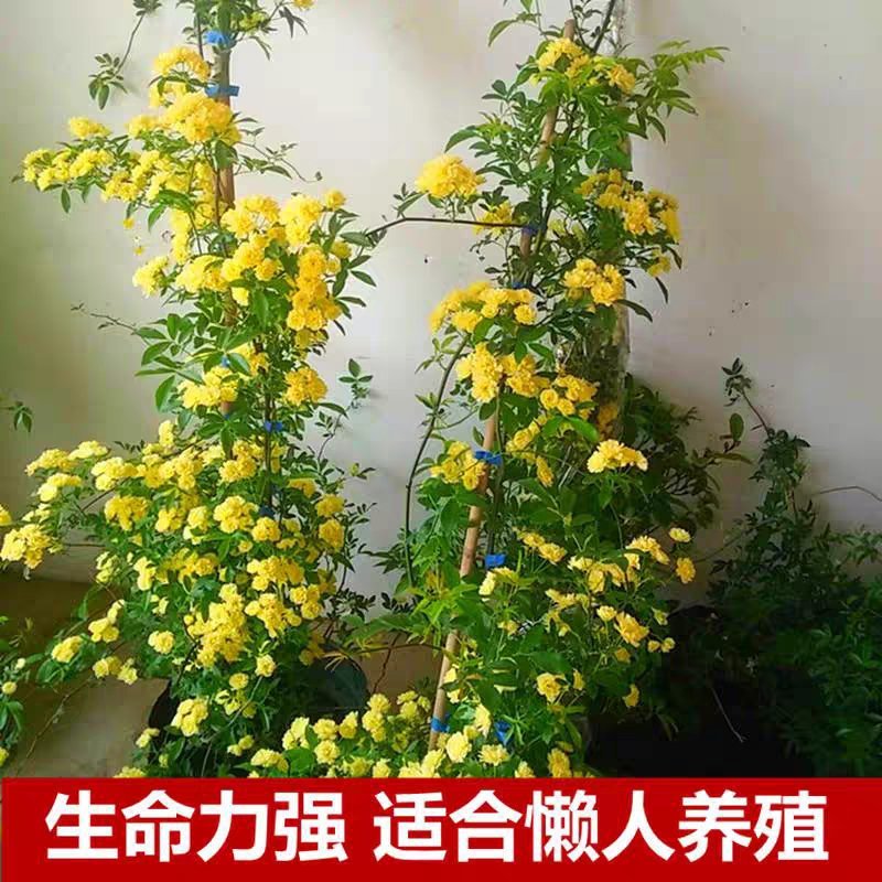 木香花苗浓香四季开花红木香耐寒庭院攀爬植物红花蔷薇黄木香