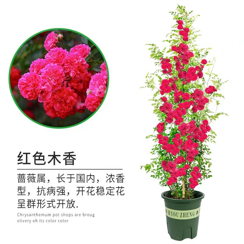木香花苗浓香四季开花红木香耐寒庭院攀爬植物红花蔷薇黄木香