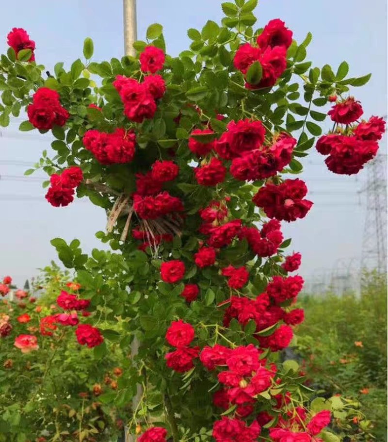 木香花苗浓香四季开花红木香耐寒庭院攀爬植物红花蔷薇黄木香