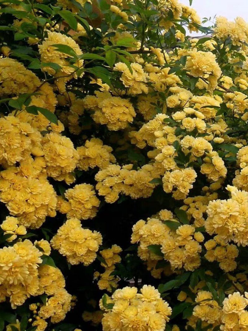 木香花苗浓香四季开花红木香耐寒庭院攀爬植物红花蔷薇黄木香