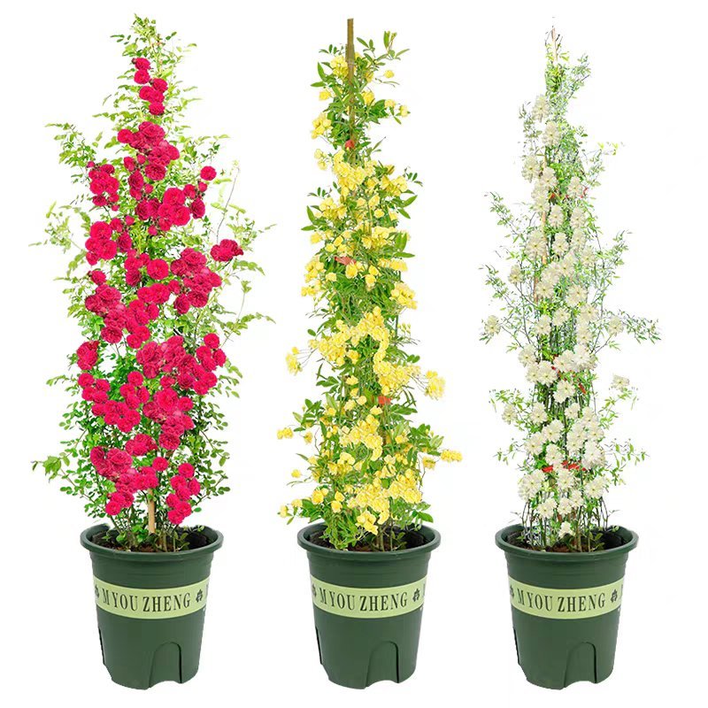 木香花苗浓香四季开花红木香耐寒庭院攀爬植物红花蔷薇黄木香