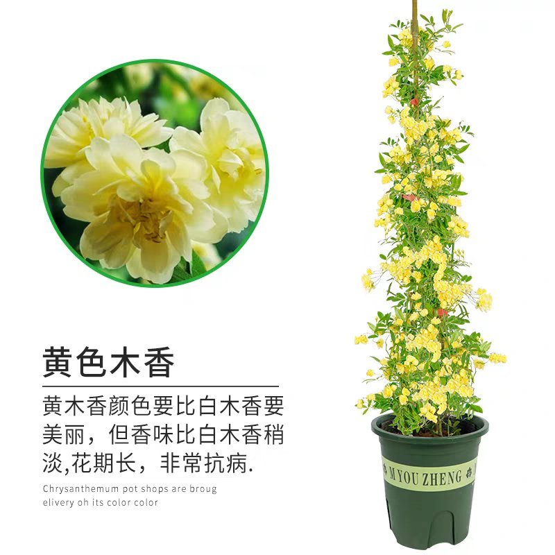 木香花苗浓香四季开花红木香耐寒庭院攀爬植物红花蔷薇黄木香