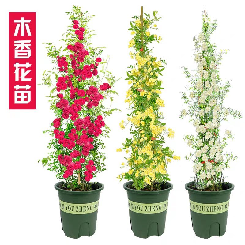 木香花苗浓香四季开花红木香耐寒庭院攀爬植物红花蔷薇黄木香