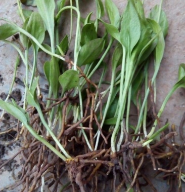 纯野生鲜一叶草，也叫一支箭