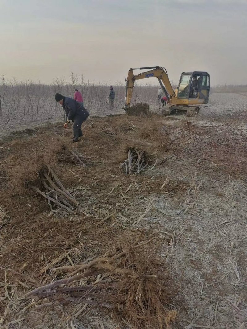 【山东滨州冬枣树苗】产地直销，嫁接成活率高，产地扶持