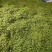 黄金芽500g安吉白茶产地直销浙江安吉县包邮