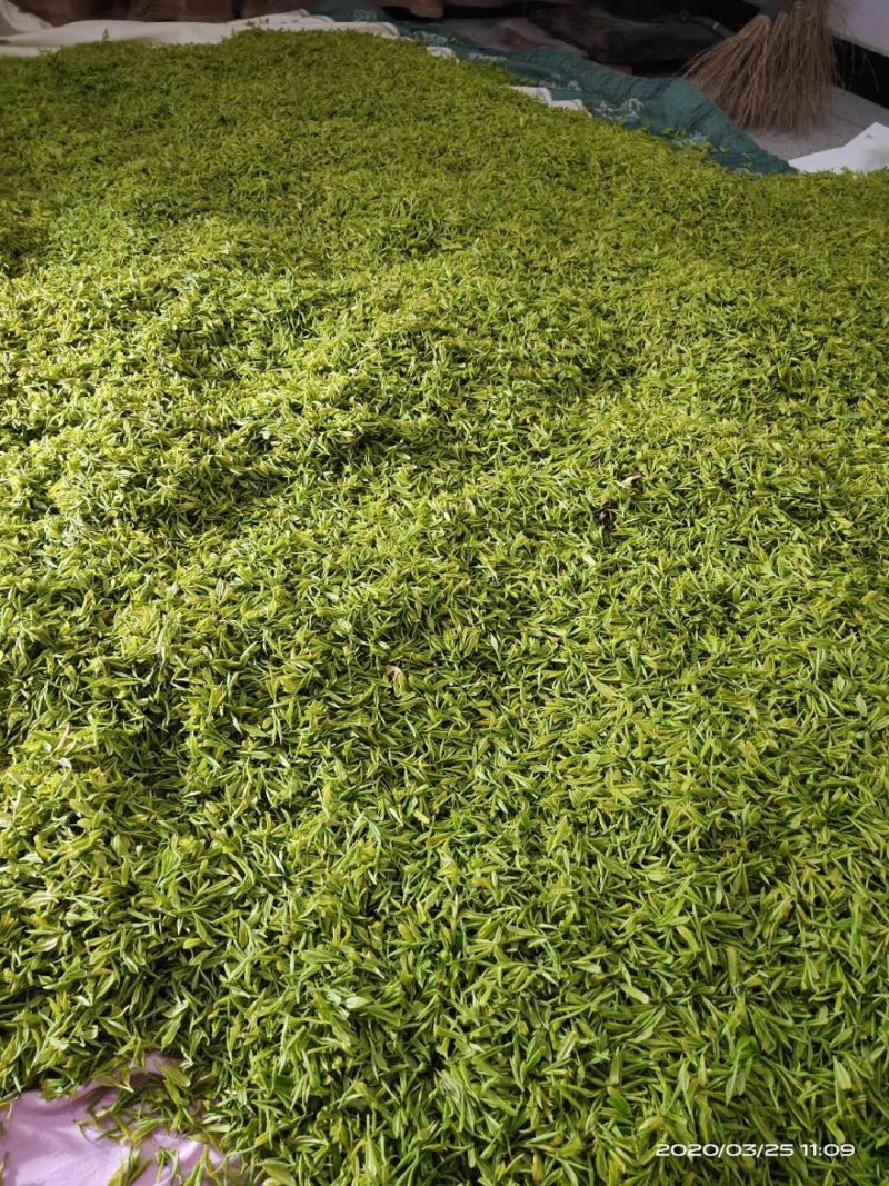 黄金芽500g安吉白茶产地直销浙江安吉县包邮