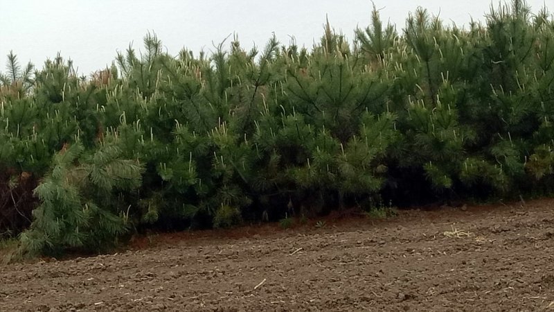 河南邓州松树油松10万棵规格齐全成活率高耐运输