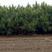 河南邓州松树油松10万棵规格齐全成活率高耐运输