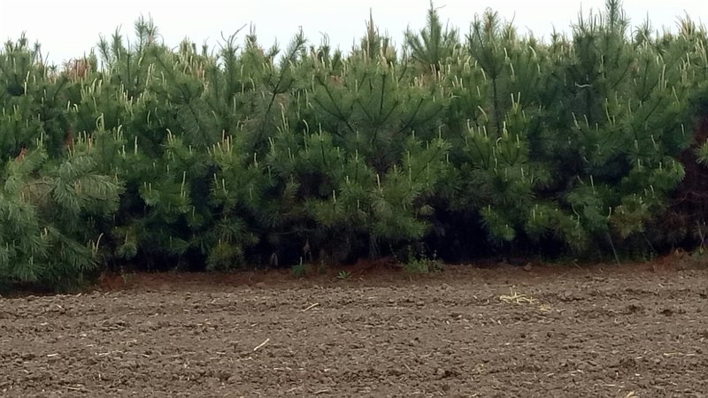 河南邓州松树油松10万棵规格齐全成活率高耐运输