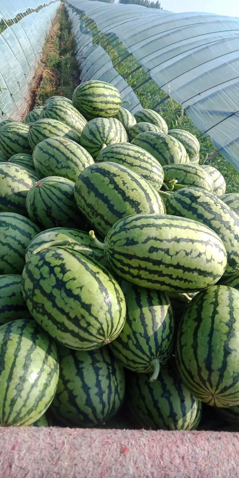 早春红玉西瓜，包熟包甜，保质量，地头装货