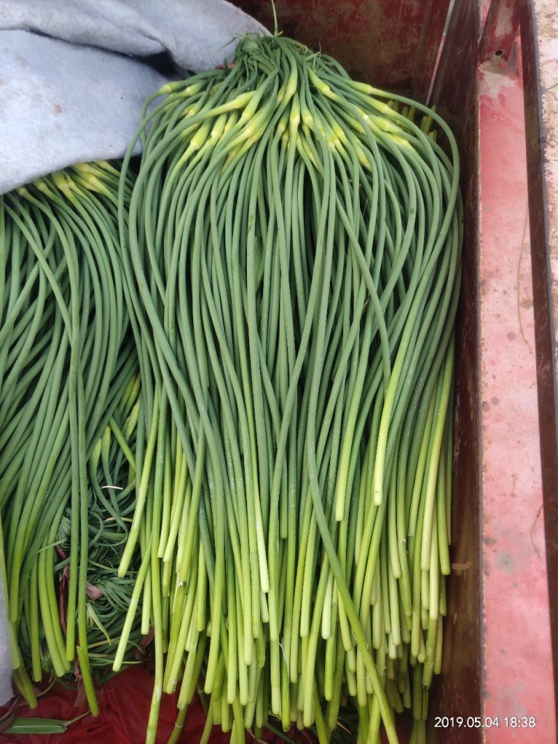 【优选】精品蒜薹品质保障代办电商供应量大优惠