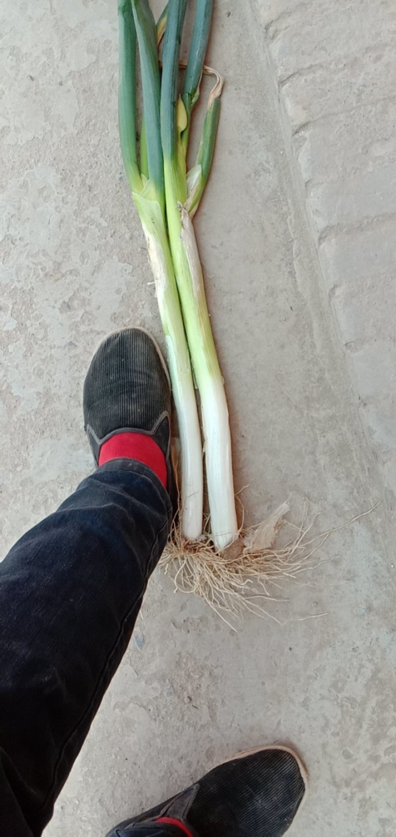 鲜大葱