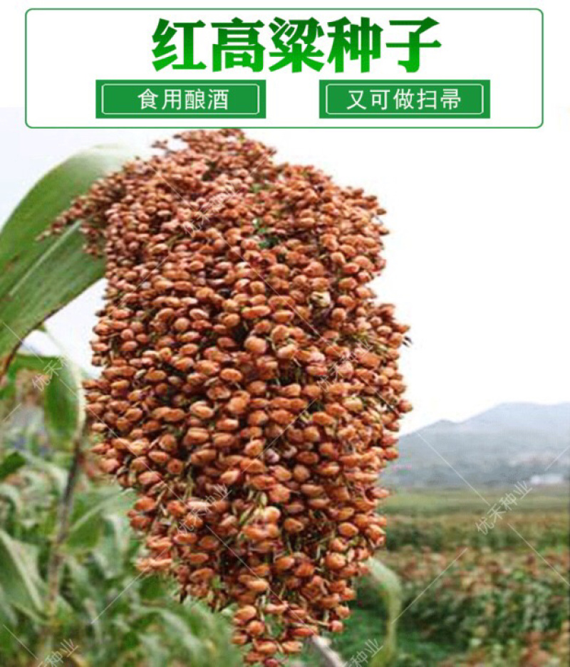 红高粱白高梁酿酒抗病高产矮生抗旱中早熟杂粮种子