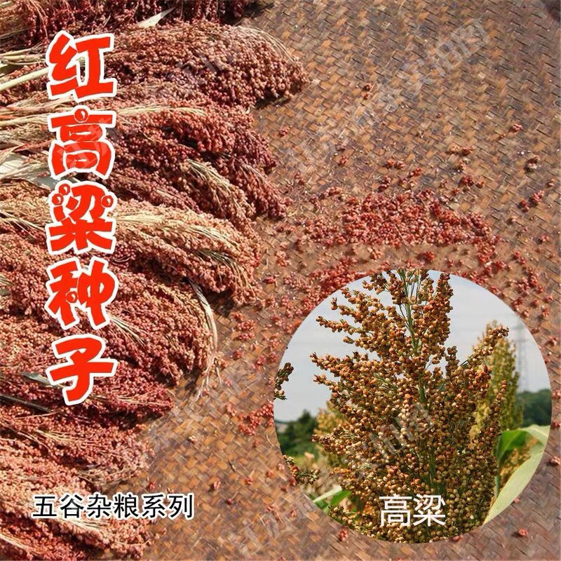 红高粱白高梁酿酒抗病高产矮生抗旱中早熟杂粮种子