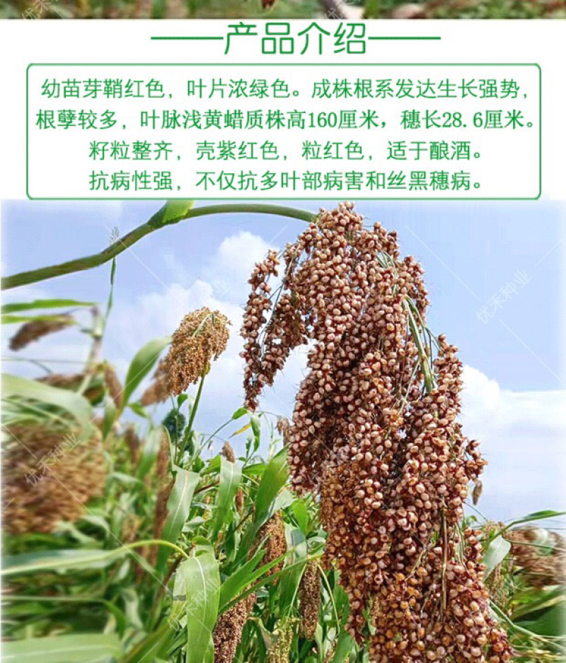 红高粱白高梁酿酒抗病高产矮生抗旱中早熟杂粮种子