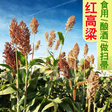 红高粱白高梁酿酒抗病高产矮生抗旱中早熟杂粮种子