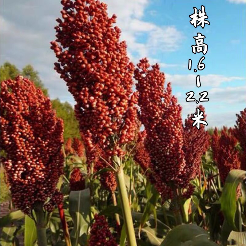 红高粱白高梁酿酒抗病高产矮生抗旱中早熟杂粮种子