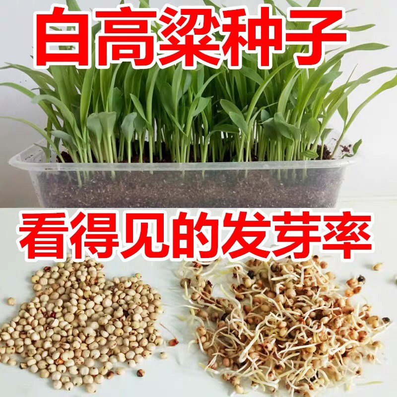 红高粱白高梁酿酒抗病高产矮生抗旱中早熟杂粮种子