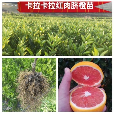 湖南正宗卡拉卡拉红肉、纽荷尔脐橙苗！无黄龙病，可开检疫证