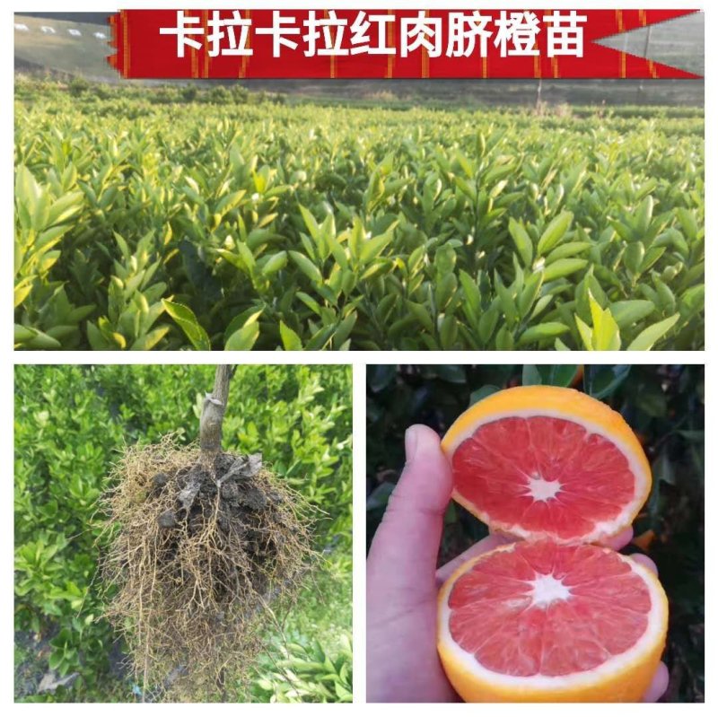 湖南正宗卡拉卡拉红肉、纽荷尔脐橙苗！无黄龙病，可开检疫证