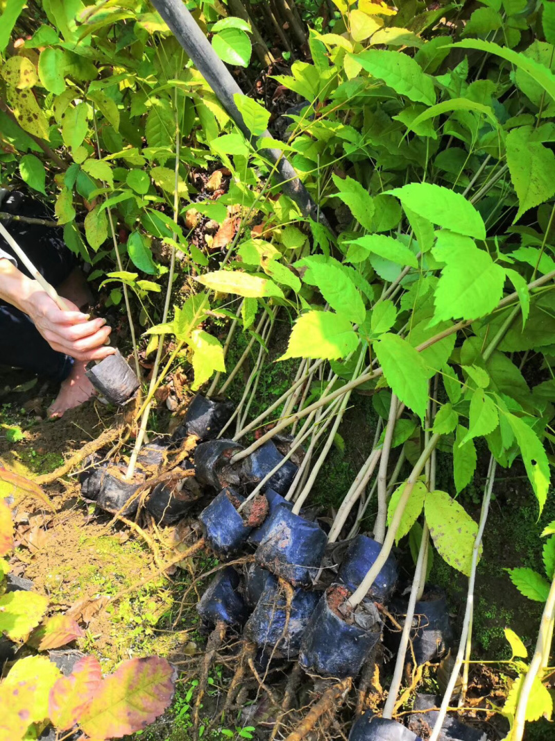 黄花风铃木绿化树苗各种规格都有3-20分