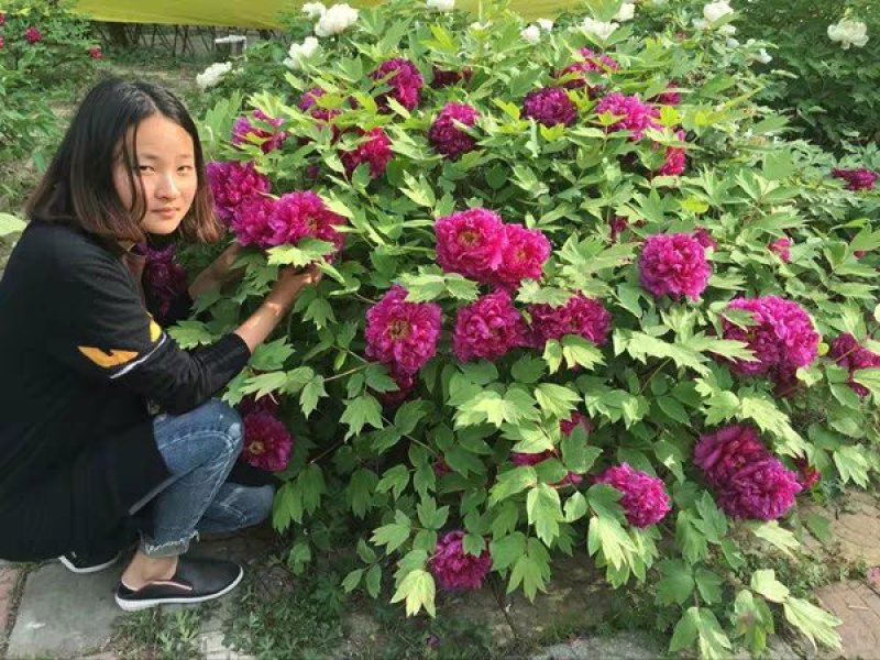 牡丹苗基地直销一头到多头都有货大量销售