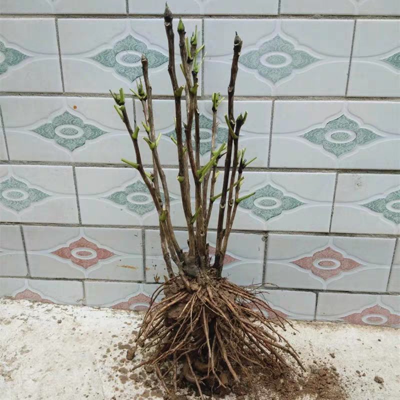 牡丹苗基地直销一头到多头都有货大量销售